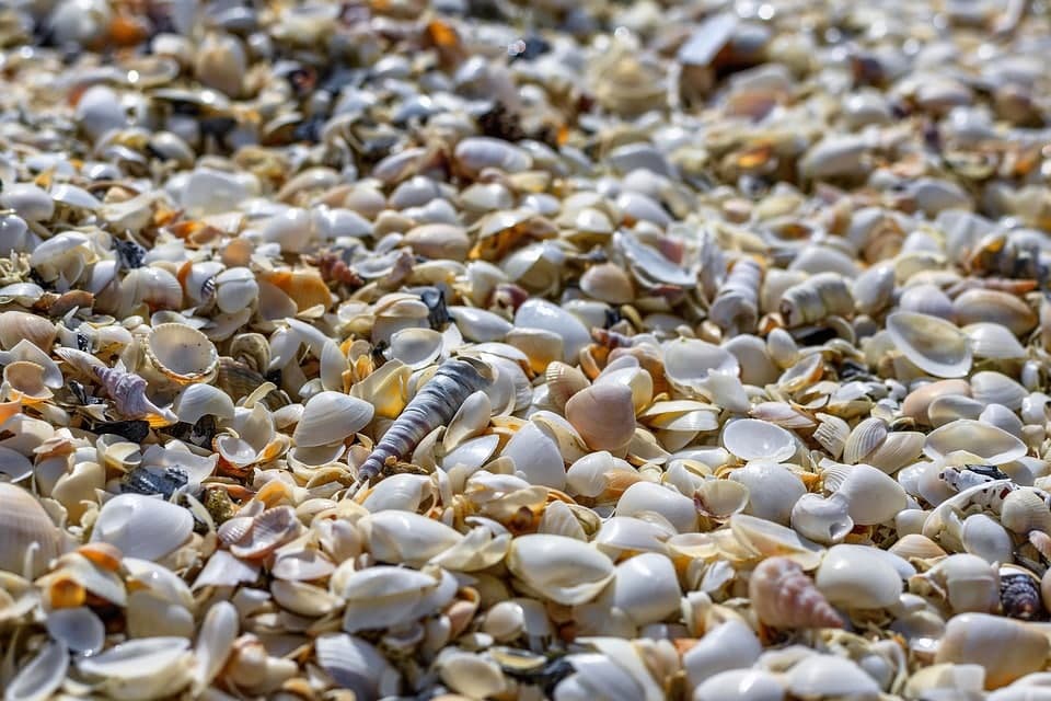 Zahlreiche kleine Muscheln