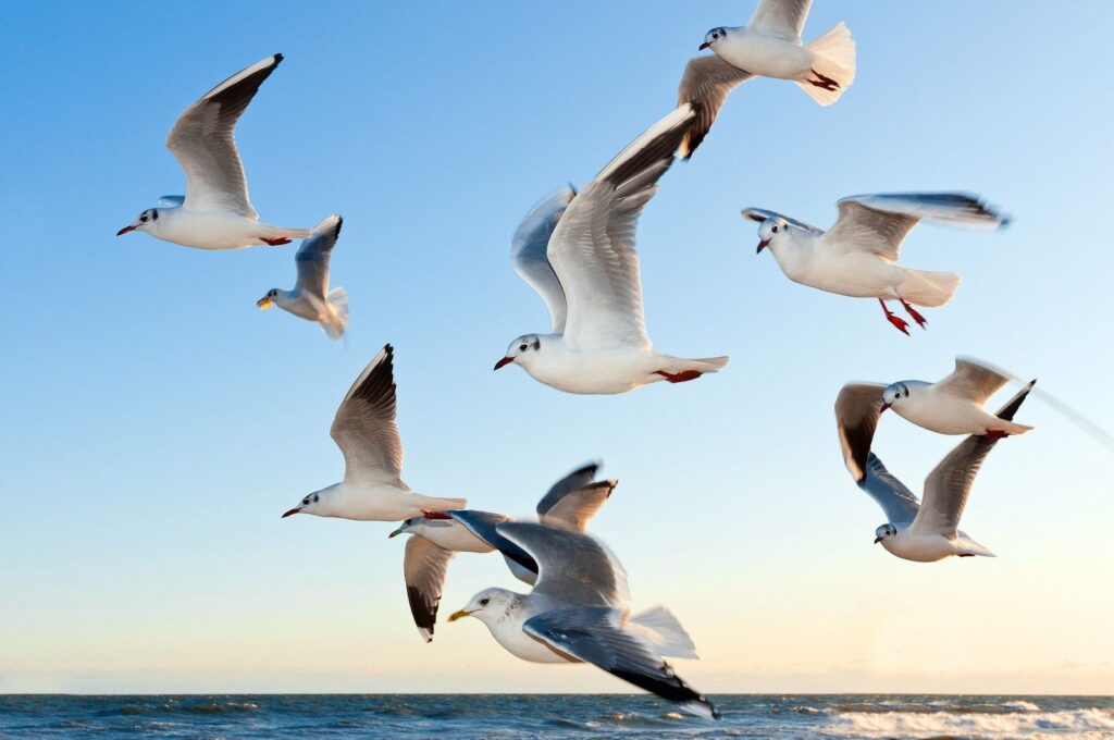 Vögel über dem Meer